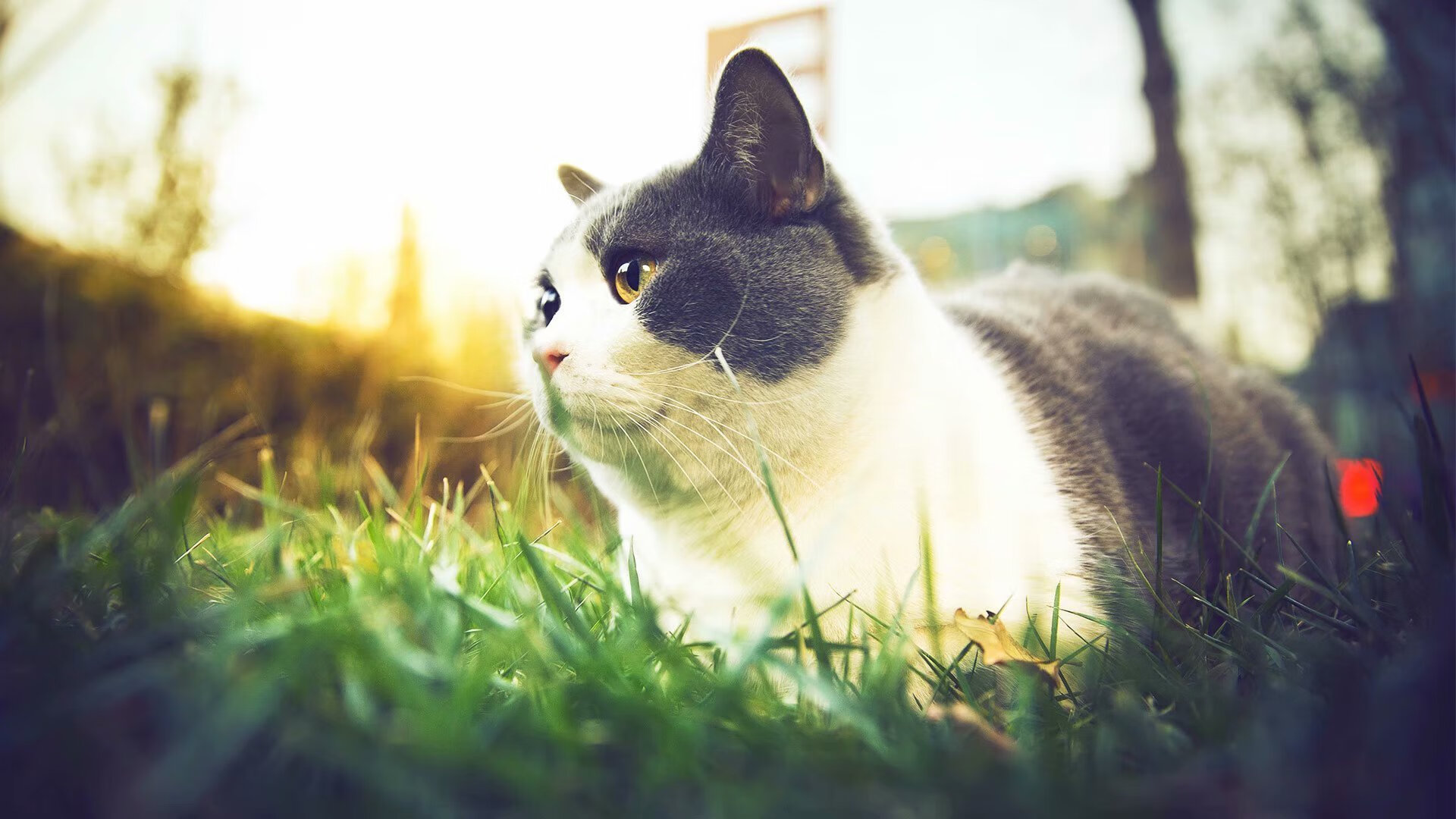 开云平台-红魔的精密机器，穆勒的一键启动，击碎爱尔兰的战术铁壁