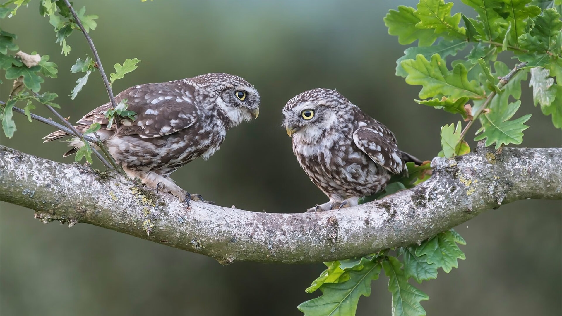 冰封风城!拉梅洛关键回合手起刀落,篮网蛛网封锁公牛攻势